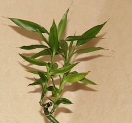 Комнатные цветы, бамбук