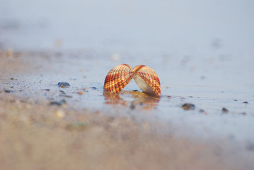 Seashell on the sand at the beach, concept of summer vacation. One seashell on the beach by the sea