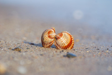 Seashell on the sand at the beach, concept of summer vacation. One seashell on the beach by the sea
