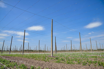 Obraz premium Hops field and blue sky
