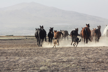 plain with beautiful horses in sunny summer day in Turkey. Herd of thoroughbred horses. Horse herd run fast in desert dust against dramatic sunset sky. wild horses