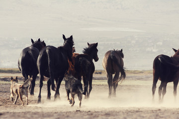 plain with beautiful horses in sunny summer day in Turkey. Herd of thoroughbred horses. Horse herd run fast in desert dust against dramatic sunset sky. wild horses