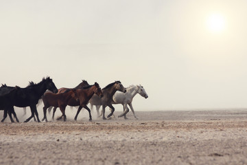 plain with beautiful horses in sunny summer day in Turkey. Herd of thoroughbred horses. Horse herd run fast in desert dust against dramatic sunset sky. wild horses