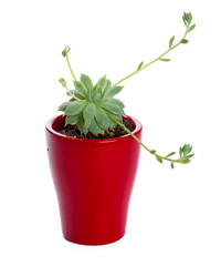 succulents plant in pot on white background