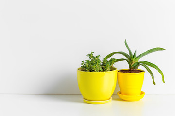 Small succulent plants in pots in home interior