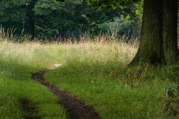 Walking trail through a park