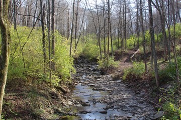 The creek in the forest on the trail.