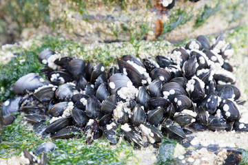 Group of blue mussle on the beach