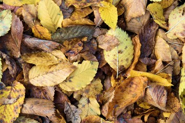 yellow leaves