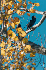 black cormoran or Phalacrocorax carbo