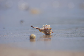 Seashell on the sand at the beach, concept of summer vacation. One seashell on the beach by the sea