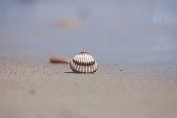Seashell on the sand at the beach, concept of summer vacation. One seashell on the beach by the sea