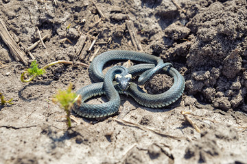 natrix  on ground