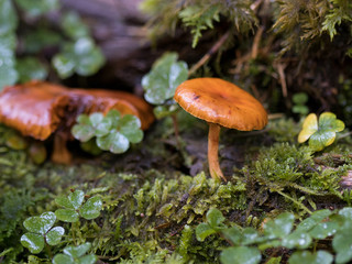 orange mushroom