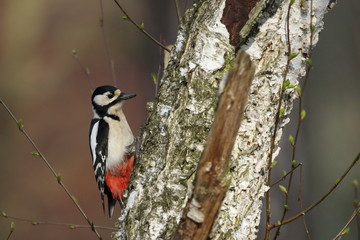 Woodpecker :any of numerous birds (family Picidae) with zygodactyl feet, stiff spiny tail feathers used in climbing or resting on tree trunks, a usually extensible tongue, a very hard bill used to dri