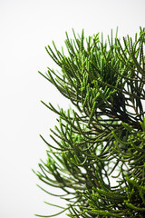 Close up pine tree leaf on white background.