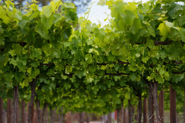 Vineyards row close up