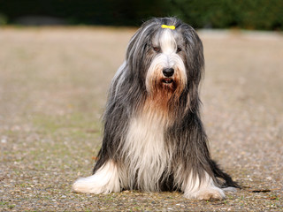 Bearded Collie