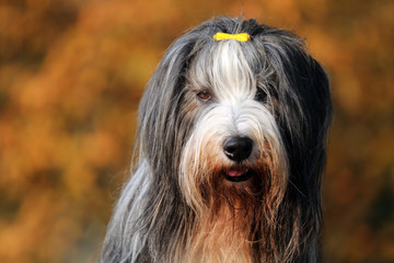Bearded Collie