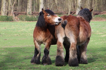 Belgium horses