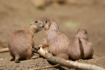 Black tailed prairie dogs
