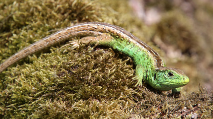 Sand Lizard
