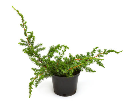 Juniperus conferta Schlager in a pot isolated on white background. Coniferous trees. Flat lay, top view