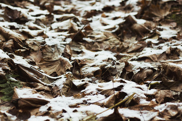 snow on dry leaves, wild nature, first snow