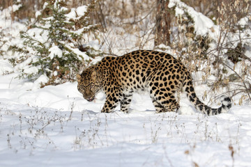 Amur Leopard