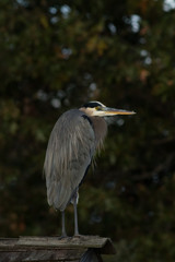 Heron on Roof