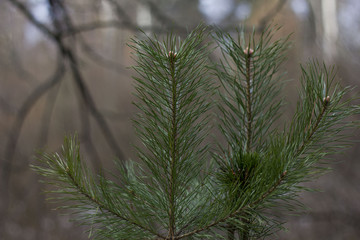 spruce branch on the nature