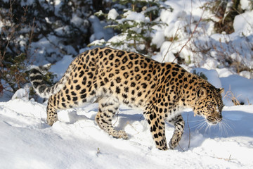 Amur Leopard