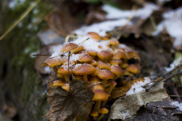 Frozen bright mushrooms, growing on the forest tree, covered by white winter snow