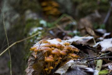 Frozen bright mushrooms, growing on the forest tree, covered by white winter snow
