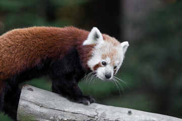 Fototapeta premium red panda