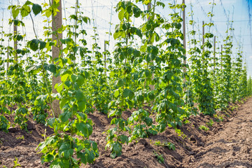 Hop cultivation on the plantation