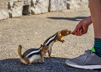 Two ground squirrels eating from a boy's hand, being fed by a boy. Golden-mantled Ground Squirrel (Callospermophilus lateralis) - Beartooth Pass, Wyoming - Montana, USA