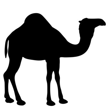 black and white vector silhouette of a camel