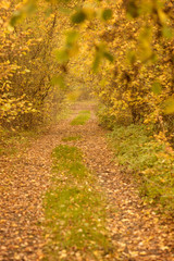 autumn fall leaves season background
