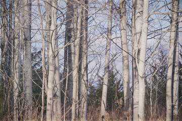 White and black tree trunks of birch trees in the late fall; Empty branches against a blue sky