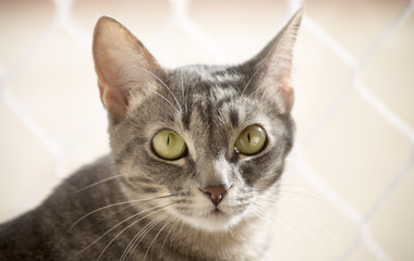 Naklejka premium Cat face closeup