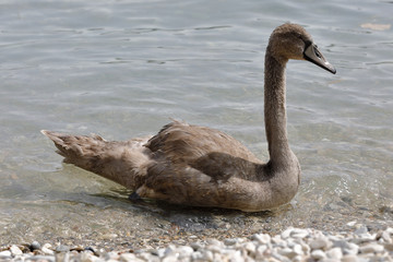 A young swan  swims in the lake