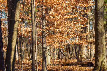 Forest landscape in the fall with orange leaves on the ground and on the trees; Warm fall day