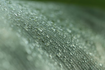 Blatt mit Tautropfen selektiver Fokus