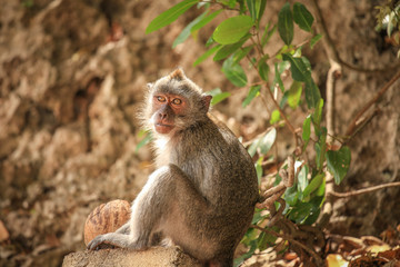 Cute monkey looking at camera
