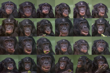 Set of portraits of funny and smiling Bonobo, close up