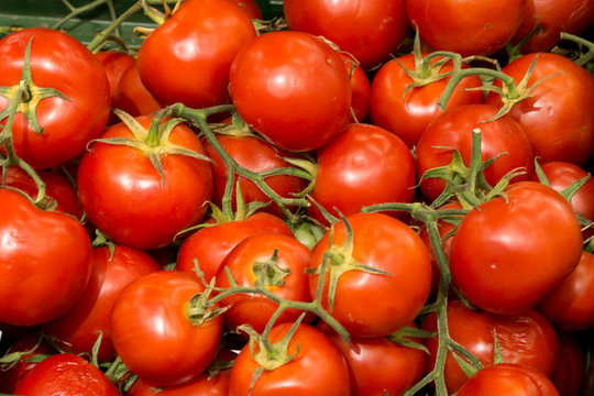 ripe tomatoes lie in a large heap