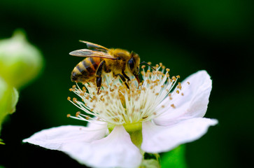 Honey Bee on Flower Close Up