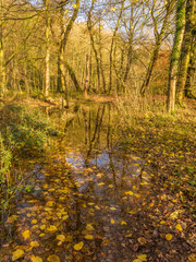 Flooded woodland trail in woods at Brockholes Nature Reserve, Preston, Lancashire, UK