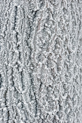 Fototapeta premium tree bark in a forest covered with snow close-up - a natural background